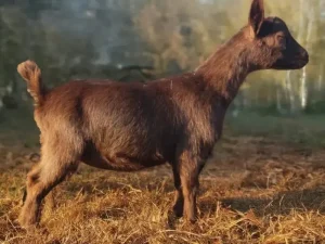 AMBARINO WHAT AN ENCORE! 10-24-2024