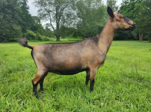 FLYING PANTS BEARNS MINI BREE 01