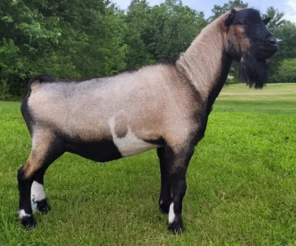 FLYING PANTS LIGHTNING ROUND 09-14-2024