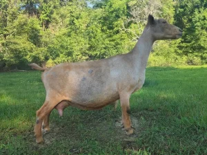 GCH DENBOW ACRES FARM SHOWSTOPPER 06-04-2024