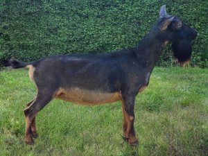 ROSASHARN CRU SWORDFISH SAILOR 06-11-2024