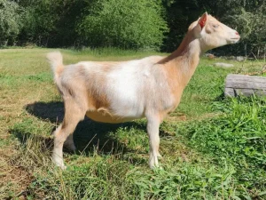 ROSASHARN KD RELISH THE MOMENT 09-13-2024