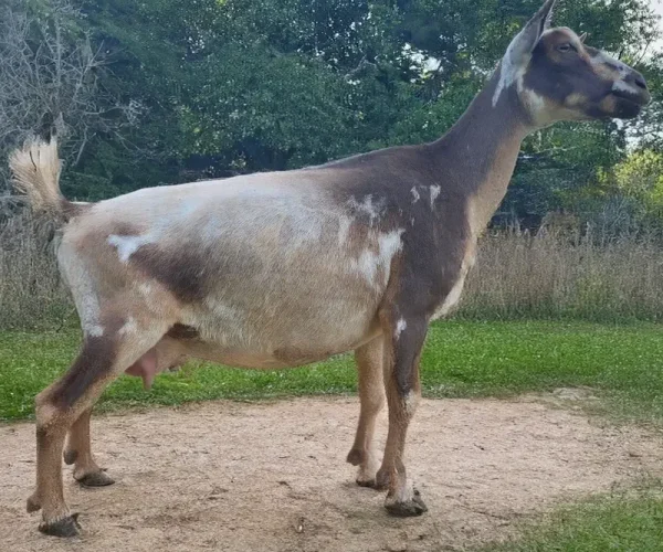 SILVER LAKE LB PAPRIKA 06-16-2024