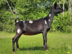 TINY HILL FARM WITCH HAZEL 06-16-2024